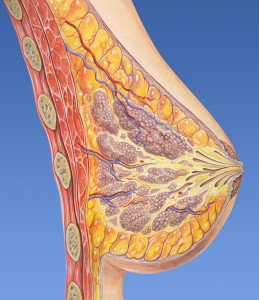 Breast normal humn anatomy